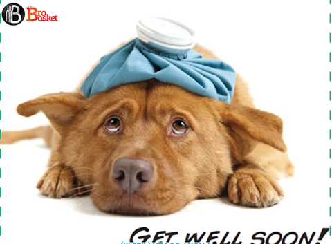 Get well card showing a sad dog with an ice pack on a white background